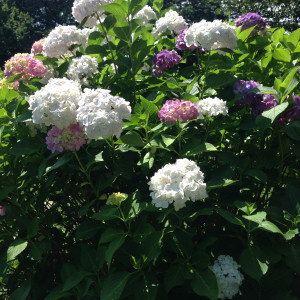 下見は6月でアジサイの季節ですが、式により公園に花があります|425093さんの世田谷美術館レストラン ル・ジャルダンの写真(308997)