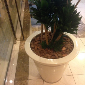 ラウンジの植木|425286さんのホテル ルポール麹町の写真(309959)