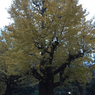 挙式スペースにある大きな銀杏の木