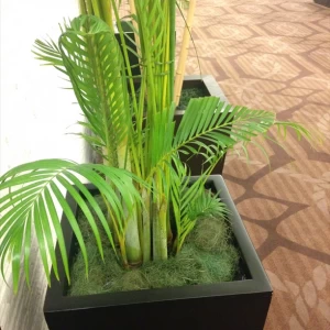 ラウンジの植木は緑のインパクト|429183さんのSOLARIA（ソラリア）の写真(326015)