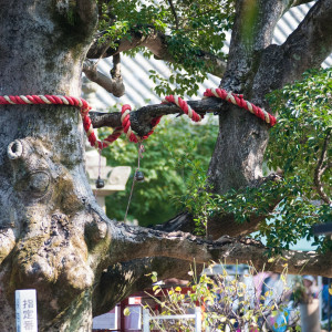 縁結びの木 式場の象徴です|438349さんの普門園(FUMON-EN)の写真(359658)