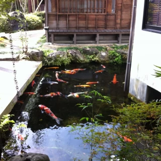 披露宴会場のすぐそばに鯉が泳いでいます