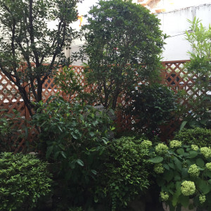 庭|444669さんのブレスアスオール大阪の写真(385892)