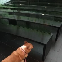 イスは透明です