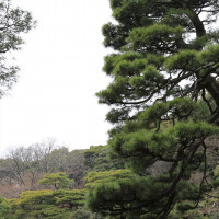 池のある日本庭園に、大きな松。
