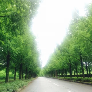 緑いっぱいの並木道は本当に感動しました。