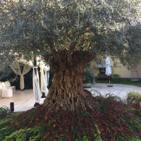樹齢500年！のオリーブの木