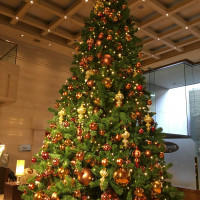 11月から飾られる巨大なクリスマスツリー