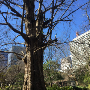 挙式会場付近の立派なイチョウの木|460165さんの日比谷 松本楼の写真(437966)