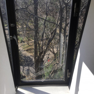 ブライズルームの窓からの景色、日比谷公園がみえる|460165さんの日比谷 松本楼の写真(437984)