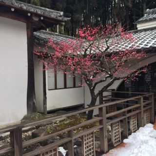 ウッドデッキの角に梅の花が！！