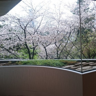 披露宴会場から見える桜は美しいです。