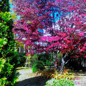 秋は赤、黄色と紅葉が美しいガーデン。背の高い木が沢山|463624さんの誓いの丘イストアールの写真(526488)