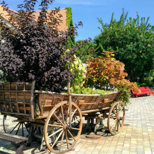 写真撮影ポイントの1つ、植栽された馬車は女子向け！|463624さんのHEIDI'S VILLAGE 花の教会（ハイジズ ヴィレッジ）の写真(656451)