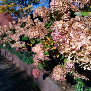 馬車で通る道沿いのアジサイの垣根。秋なので立ち枯れでした。|463624さんのHEIDI'S VILLAGE 花の教会（ハイジズ ヴィレッジ）の写真(1141992)