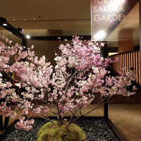 本物の桜