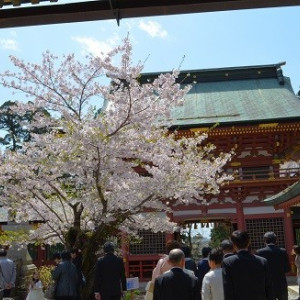 桜が見ごろだった塩釜神社|465827さんの鹽竈神社の写真(461599)