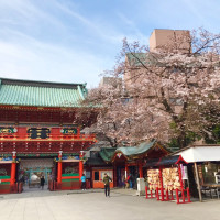 境内の桜です。