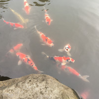 園内の鯉が泳ぐ池