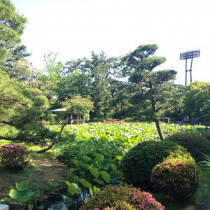 隣り合う庭園は池がありとても綺麗です。|470013さんの白山神社の写真(466128)