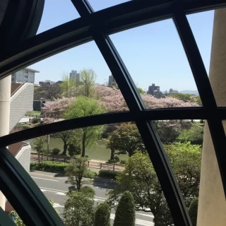 桜が綺麗に見えました！