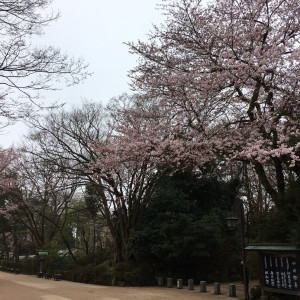 神社は、富山県の桜の名所で有名な高岡古城公園内。|471179さんの射水神社 うつくしの杜 結婚式場の写真(464007)