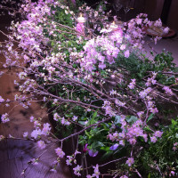 高砂にも大量の桜がありました