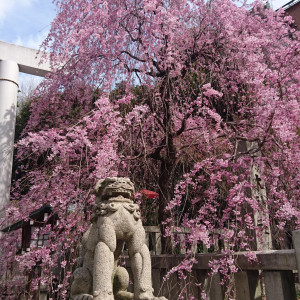 春は一層華やか|476836さんの乃木神社・乃木會館の写真(484696)