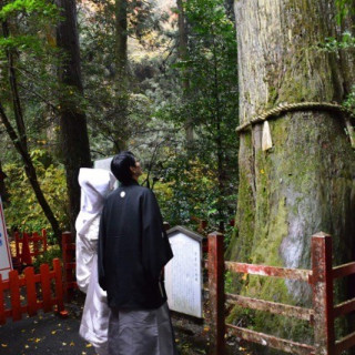 箱根神社の横にある夫婦杉に誓う。