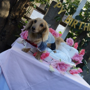 愛犬のお誕生日パーティー！|478939さんのイルブッテロ（営業終了）の写真(559230)