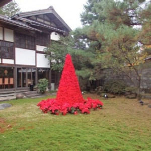 クリスマス前だったためツリーが飾られていました|479697さんの五十嵐邸ガーデンの写真(522914)