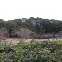 春には桜が咲くそうです
