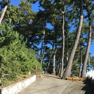 木なども沢山あってとても綺麗！