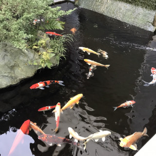 鳳明という会場には鯉がいます
人力車に乗っての入場も可能。