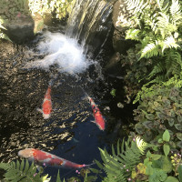 なんと入り口の庭に鯉が泳いでいて優雅。