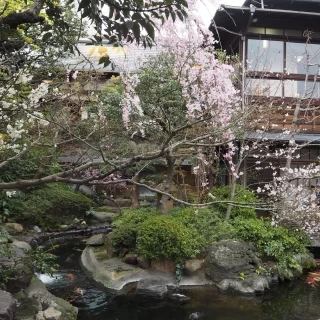 庭園と桜が満開でした