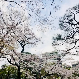 桜がとても素敵でした