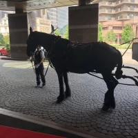 希望すれば無料で馬車に乗ることができます