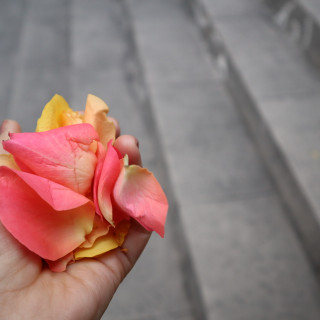 フラワーシャワーのお花です。