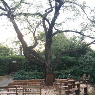 屋外チャペル 桜の木