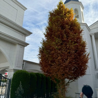 ちょうど紅葉の時期で大きな木が紅葉して綺麗だった