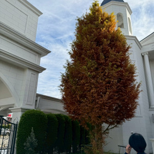 ちょうど紅葉の時期で大きな木が紅葉して綺麗だった|508540さんのローズガーデン／ロイヤルグレース大聖堂の写真(2583580)