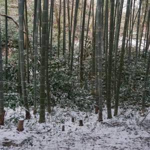 バンブールーム（列席者待合室）から見える竹林|508986さんの彌高神社の写真(744250)