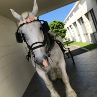 挙式会場から披露宴に行くときに乗る馬車の馬さん