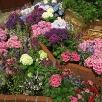 庭の紫陽花が綺麗でした。