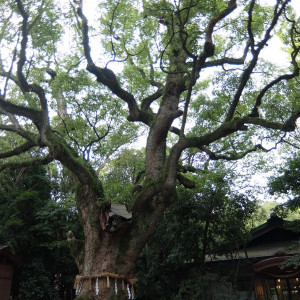 樹齢千年の大楠|512074さんの熱田神宮会館の写真(674934)
