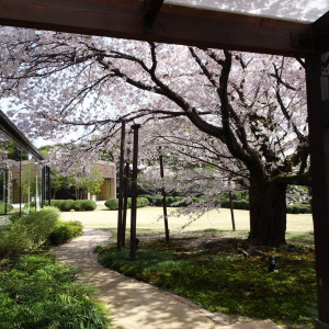 ウエルカムスペースから外を見た様子2。桜が綺麗|513373さんのTHE GRASS HOUSE 桜の杜（ザ グラスハウス 桜の杜）の写真(683186)