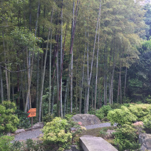 竹林|517614さんの国指定重要文化財　一条恵観山荘の写真(693673)