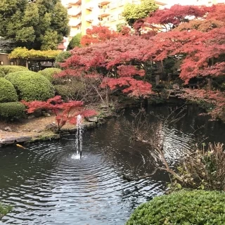 鯉！