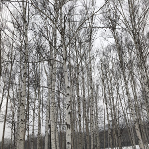 教会まで歩いた雪道|521952さんの氷の教会の写真(712781)